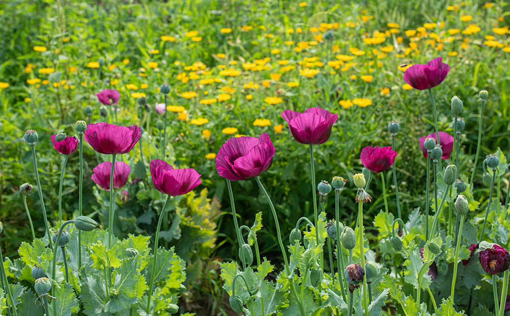 Fall Sowing Hardy Annuals