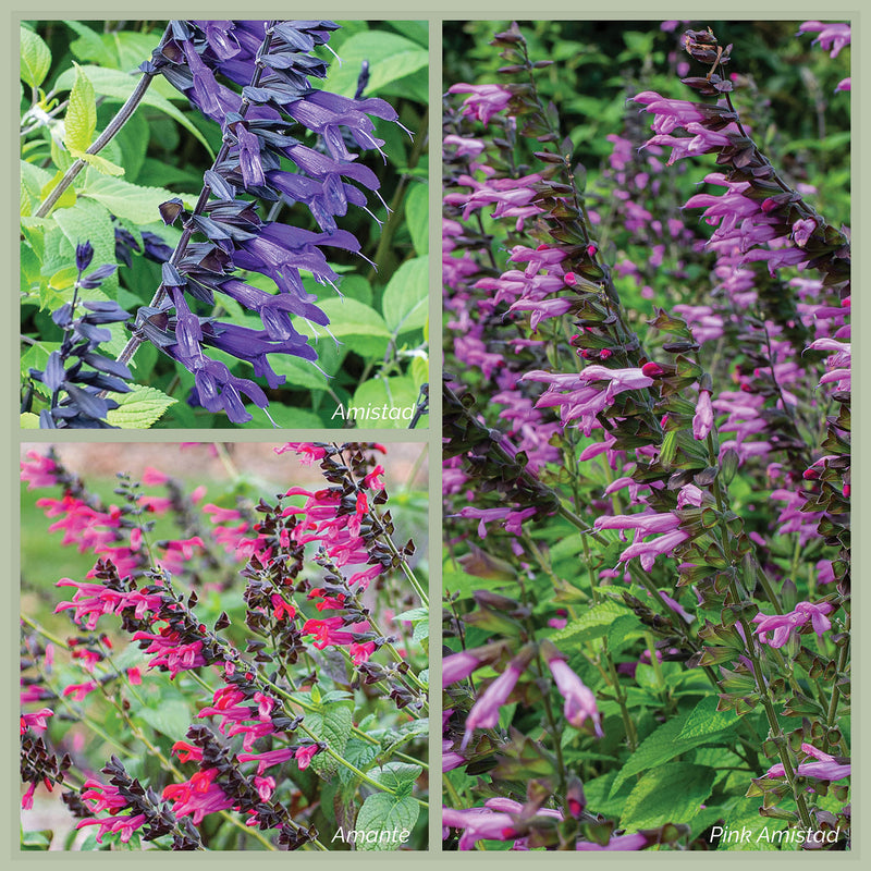 
  



Salvia Amistad Bundle 
