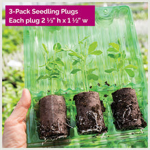 Snapdragon 'Potomac® Lavender' F1 - S2