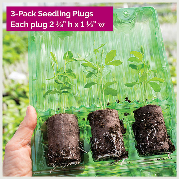 Blue Lace Flower plants - Didiscus caeruleus