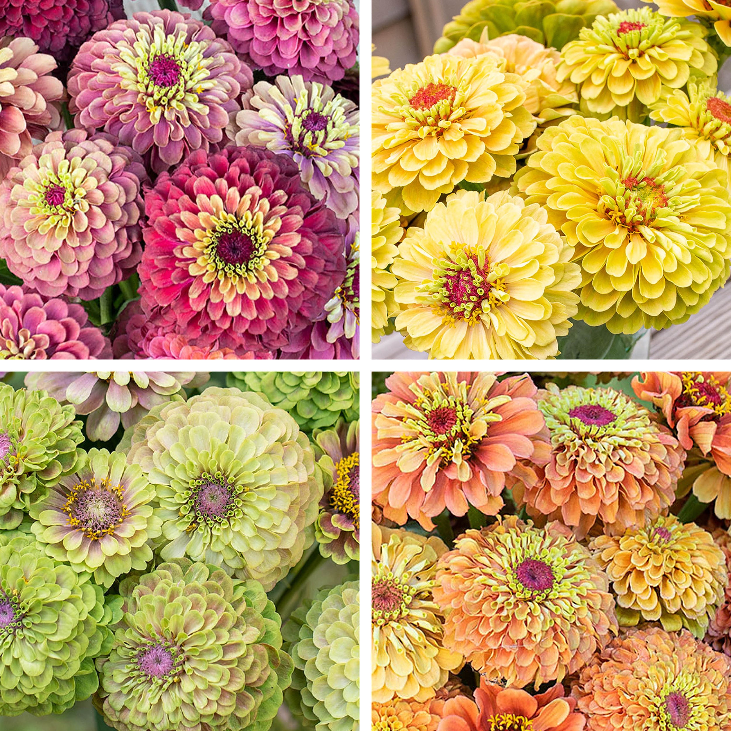 Zinnia 'Queeny Series' Bundle