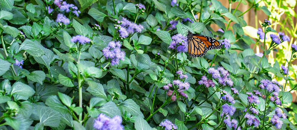 10% Off Container Plants with Code INBLOOM10