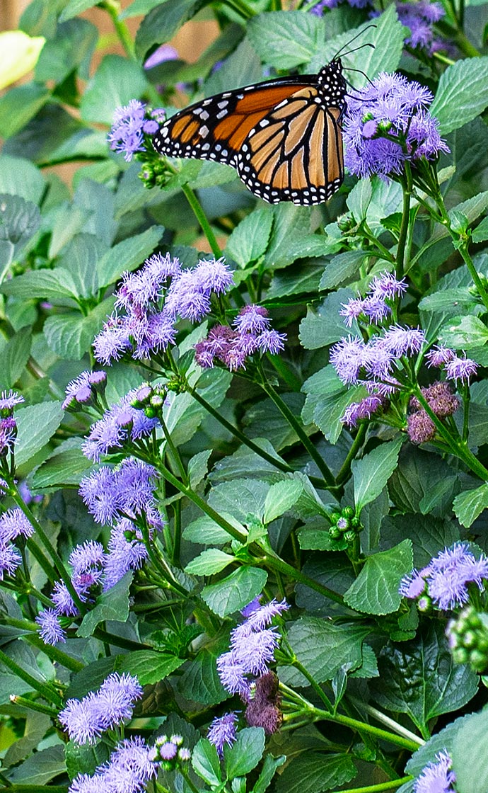 10% Off Container Plants with Code INBLOOM10