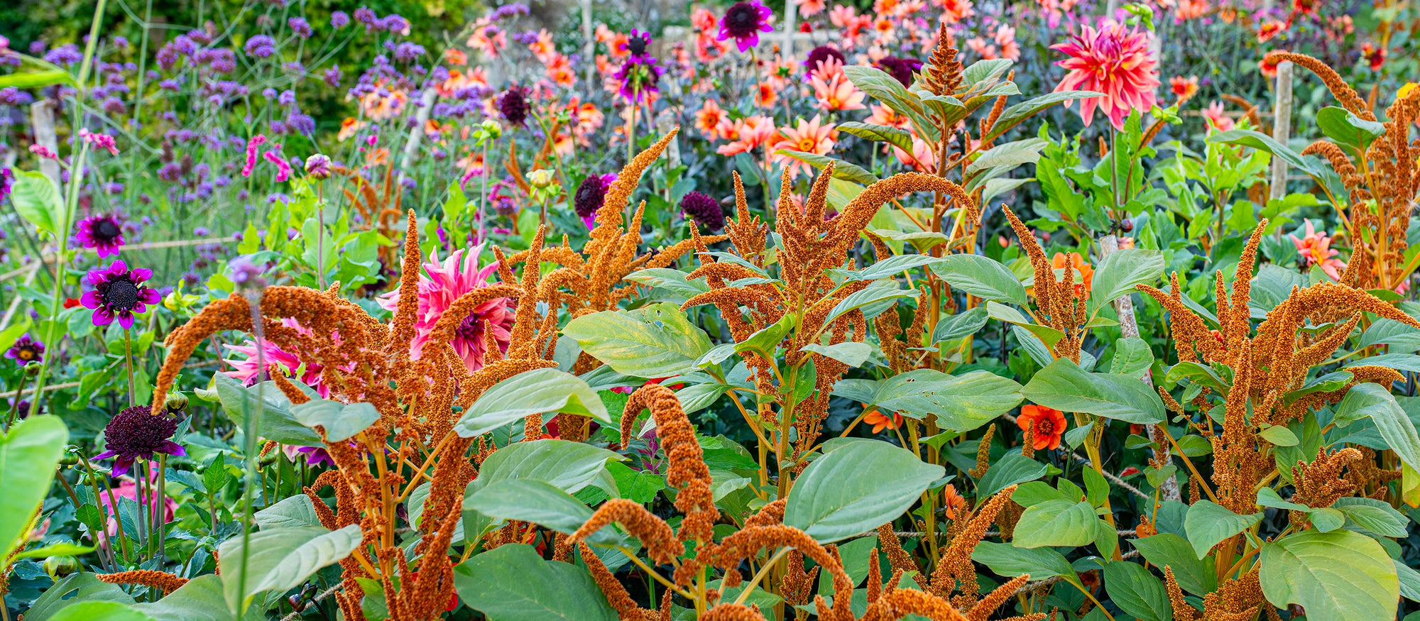 10% Off Seeds For Hot Summer Color