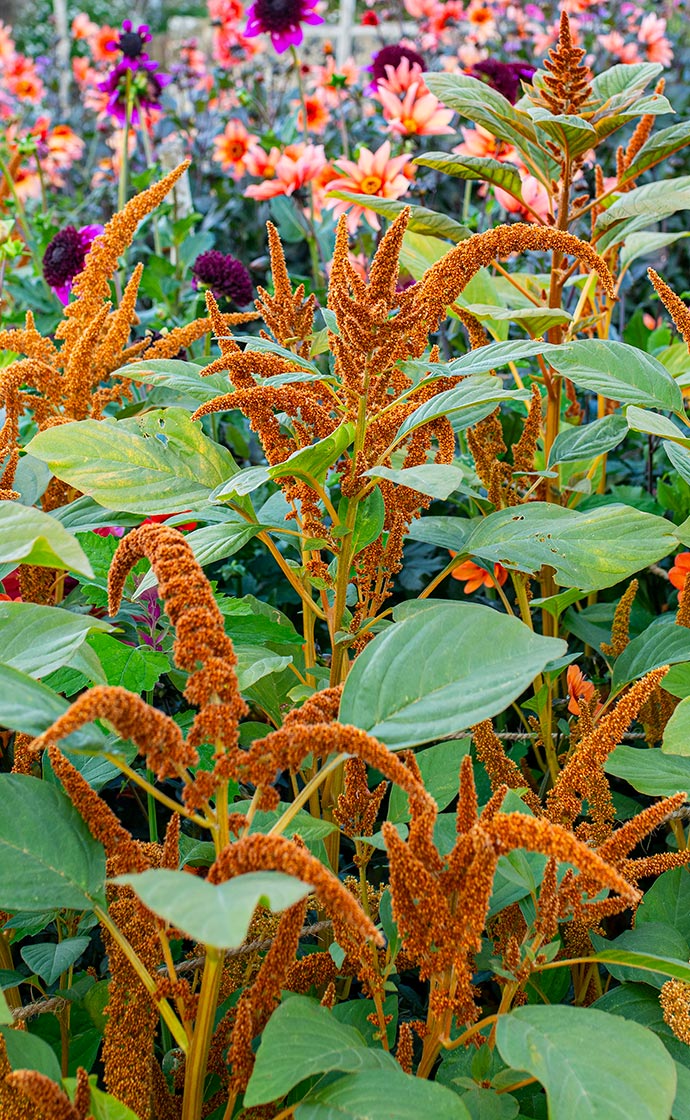 10% Off Seeds For Hot Summer Color