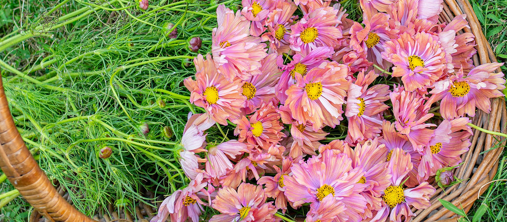 Reserve your Premium Plugs now!