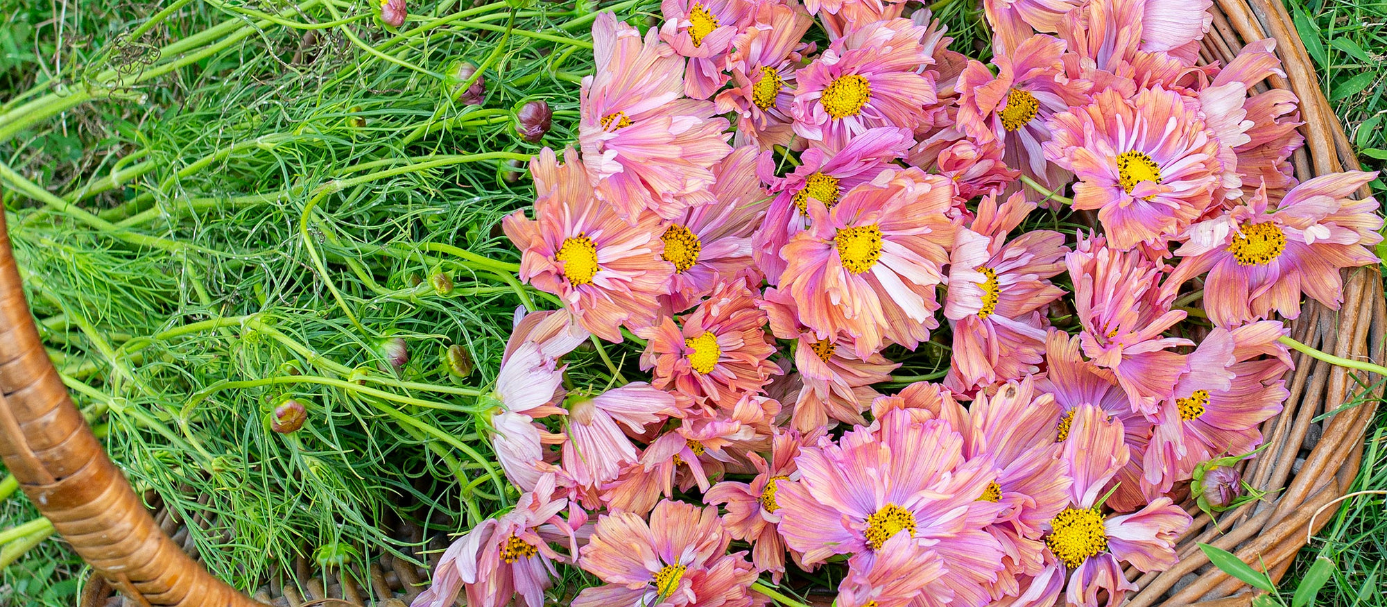 Reserve your Premium Plugs now!