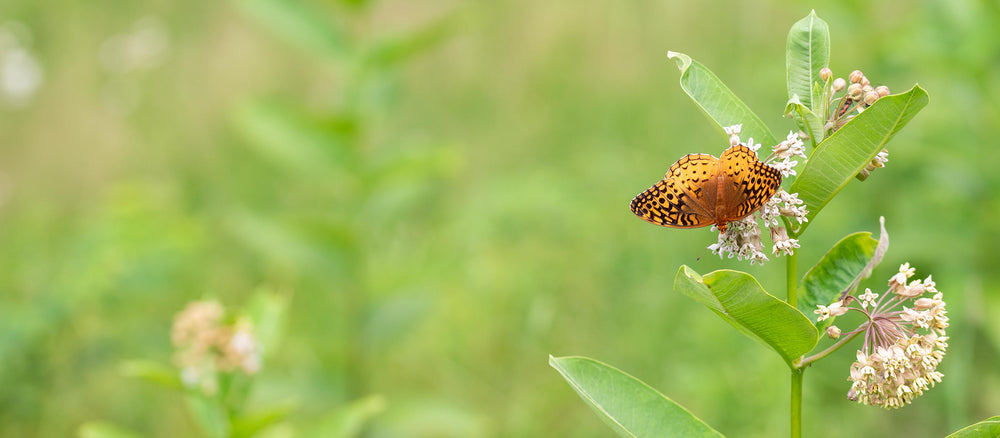 Celebrate National Pollinator Month