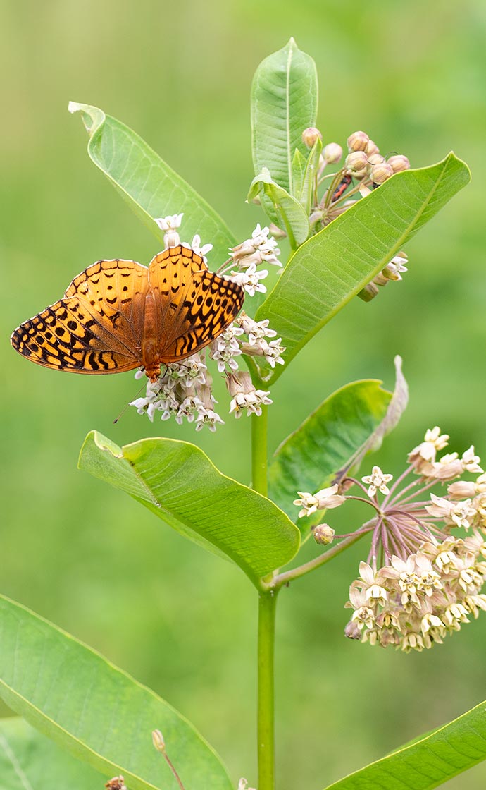 Celebrate National Pollinator Month