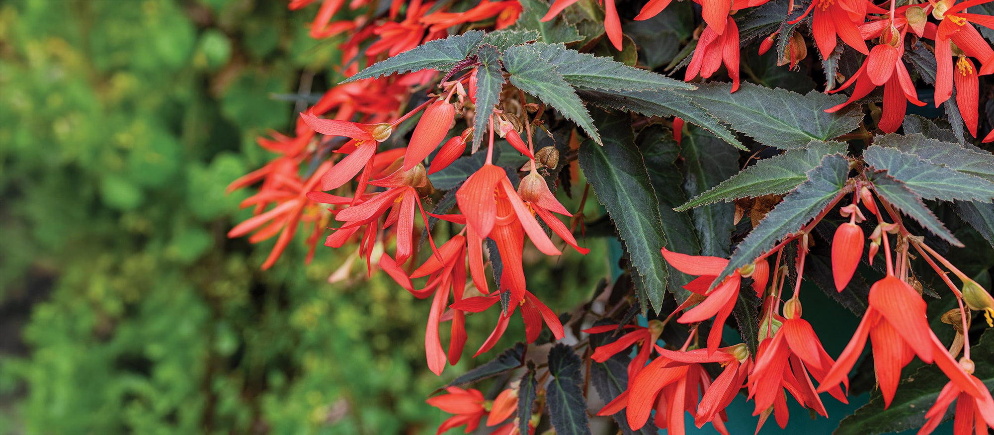 10% Off Plants for Containers with coupon COLOR10