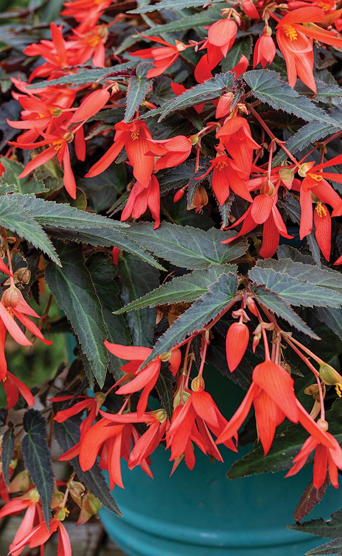10% Off Plants for Containers with coupon COLOR10