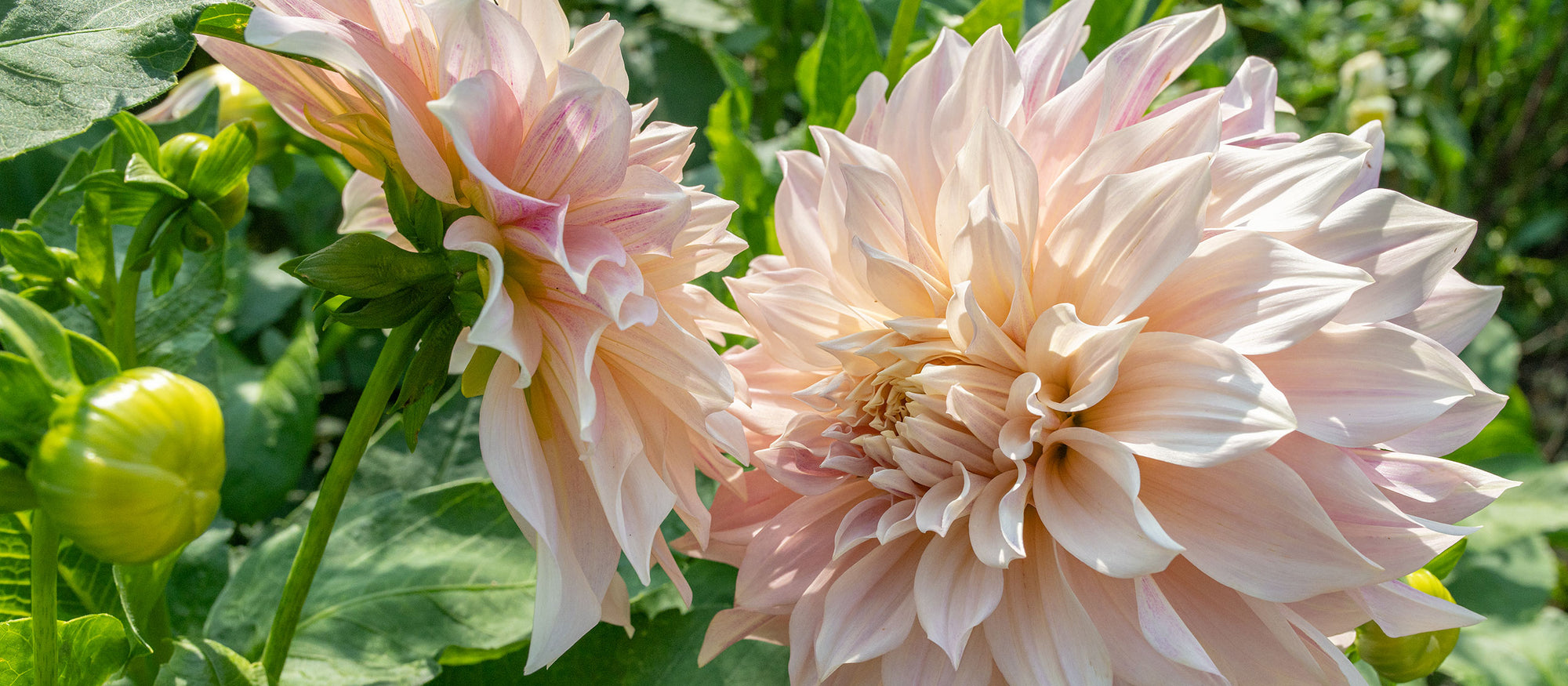 Just Arrived: Dahlia Tubers