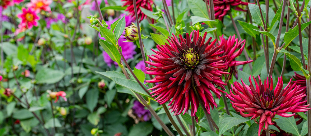 Just Arrived: Dahlia Tubers