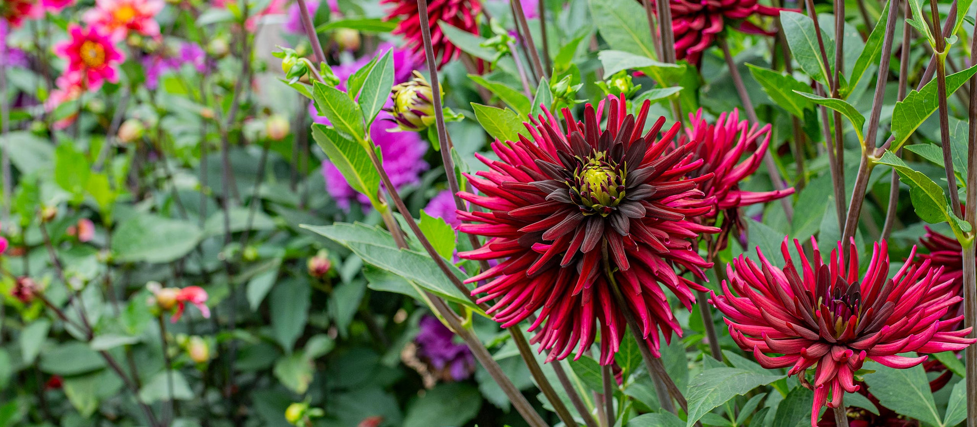 Just Arrived: Dahlia Tubers