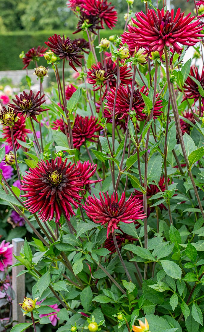 Just Arrived: Dahlia Tubers