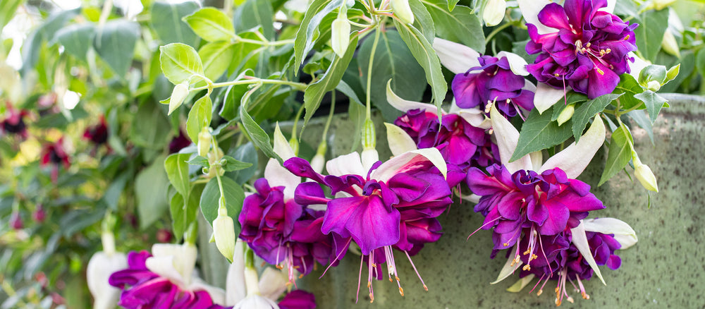 10% Off Plants for Containers with coupon COLOR10
