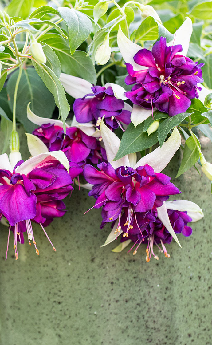 10% Off Plants for Containers with coupon COLOR10