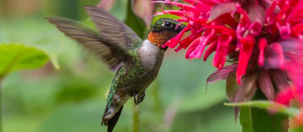 15% Off Pollinator Plants with Code pollinator15