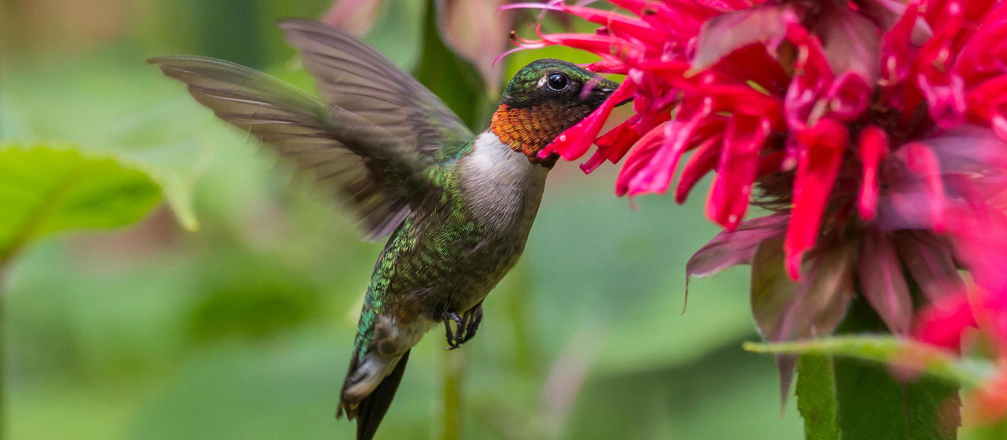 15% Off Pollinator Plants with Code pollinator15