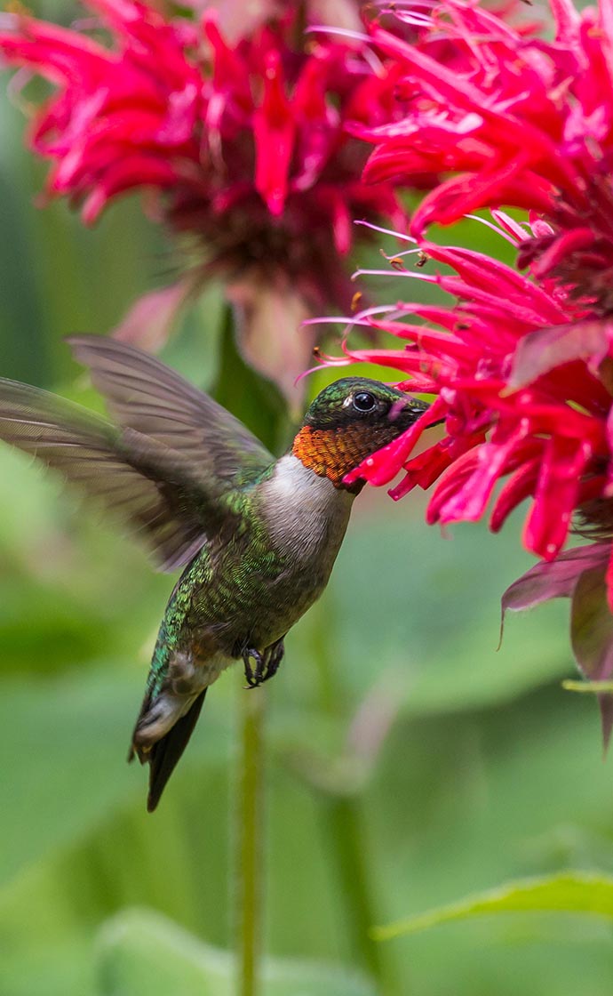 10% Off Bird Friendly Gardens with Code FEEDTHEBIRDS