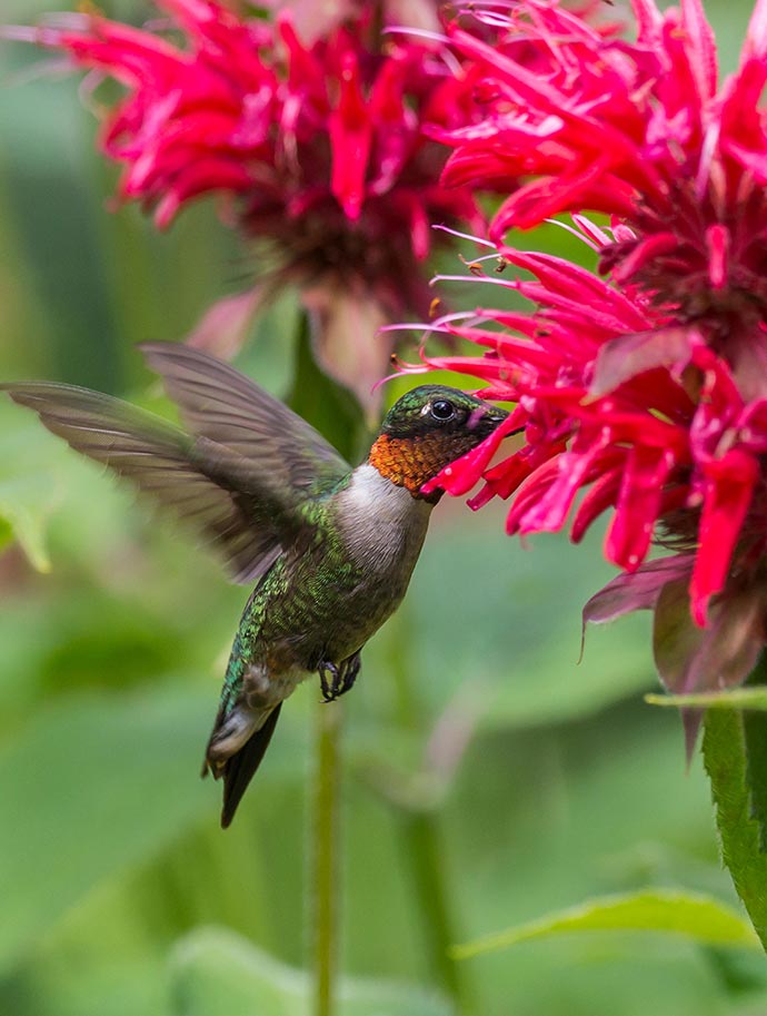 15% Off Pollinator Plants with Code pollinator15