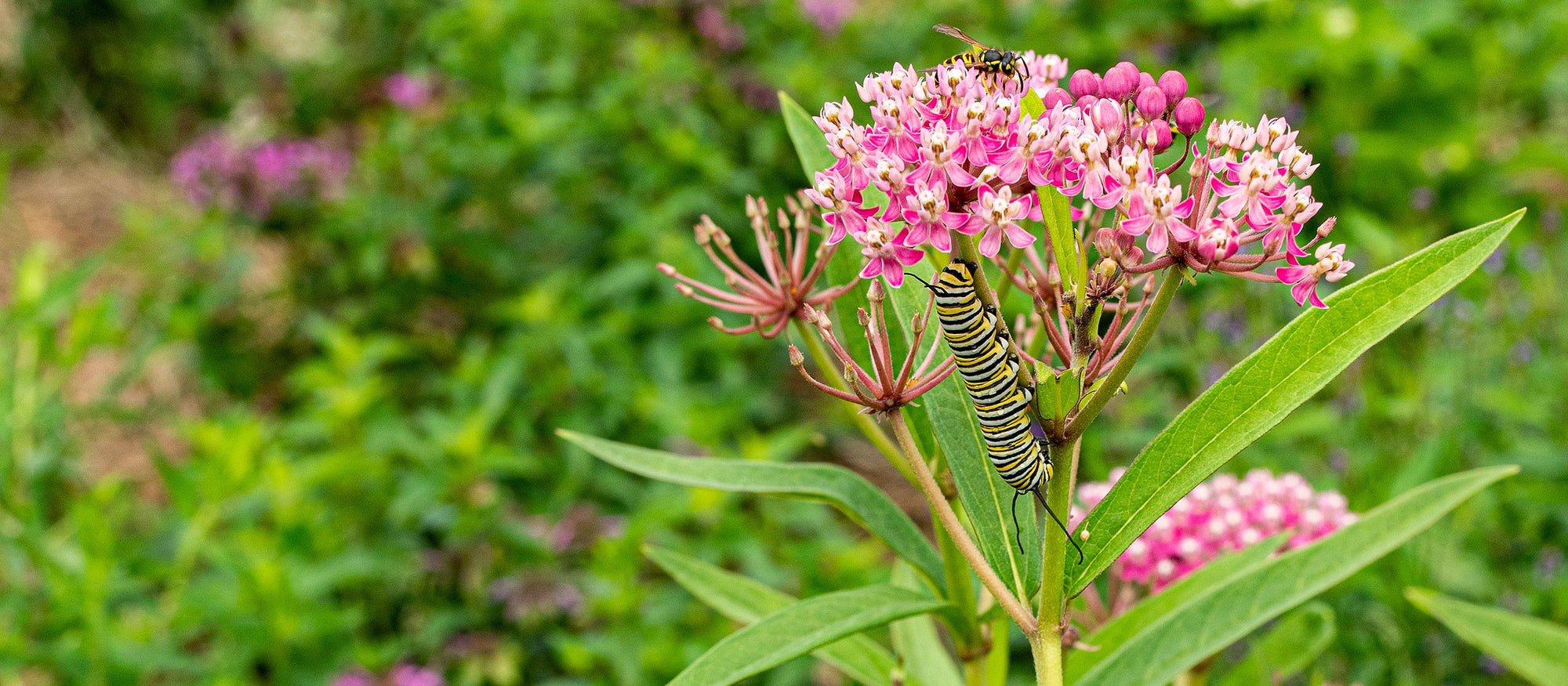 Pollinator Seed Sale!