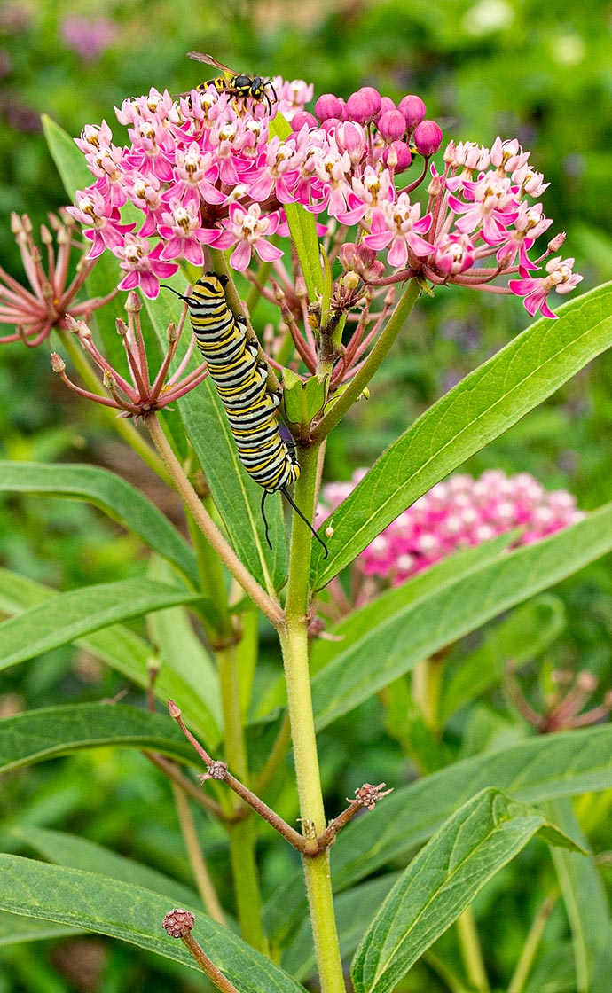 Pollinator Seed Sale!