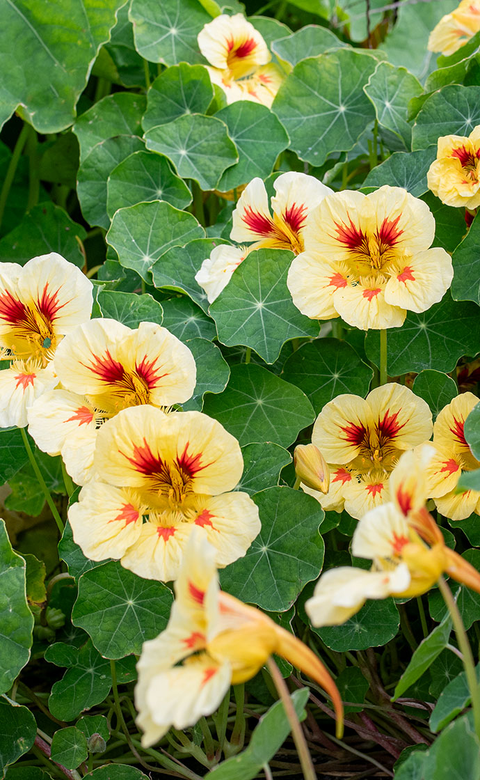 Nasturtiums for the Kitchen Garden