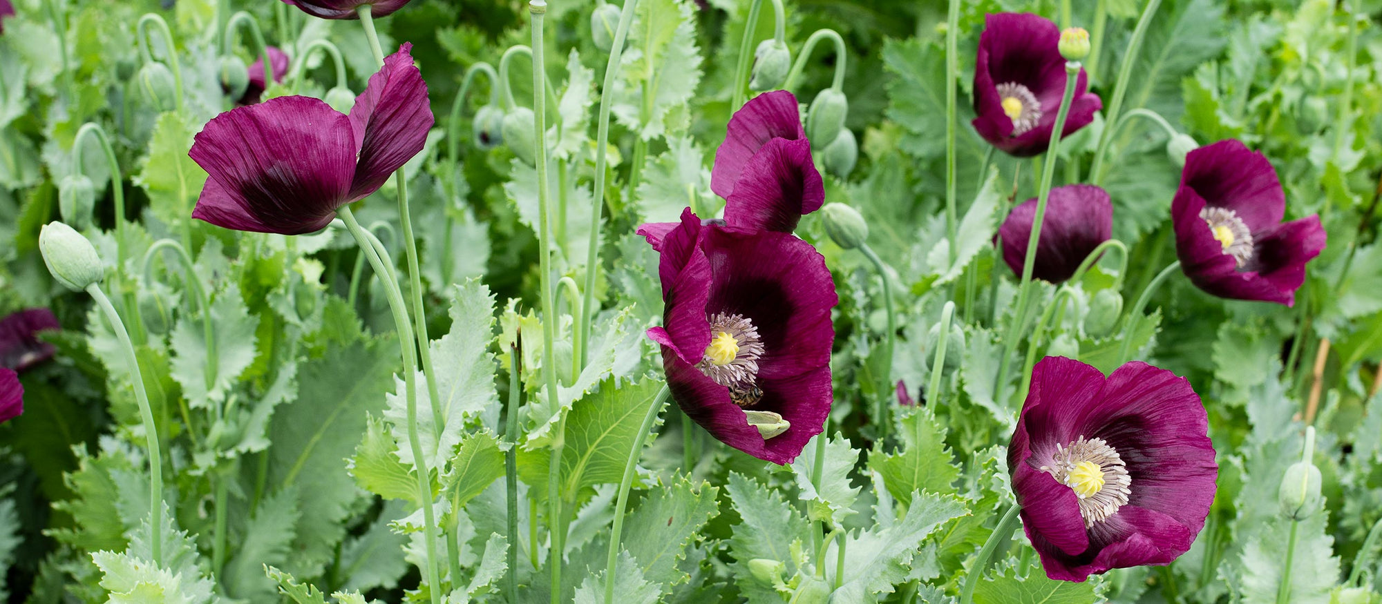 Fluttering poppies