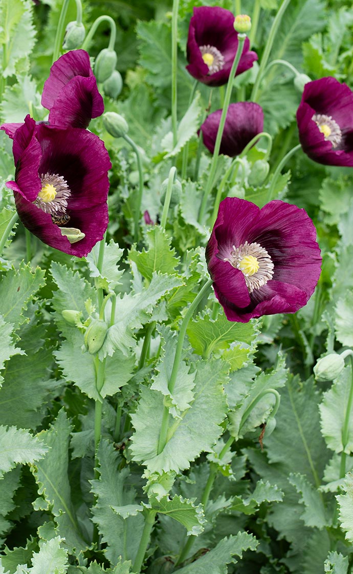 Fluttering poppies