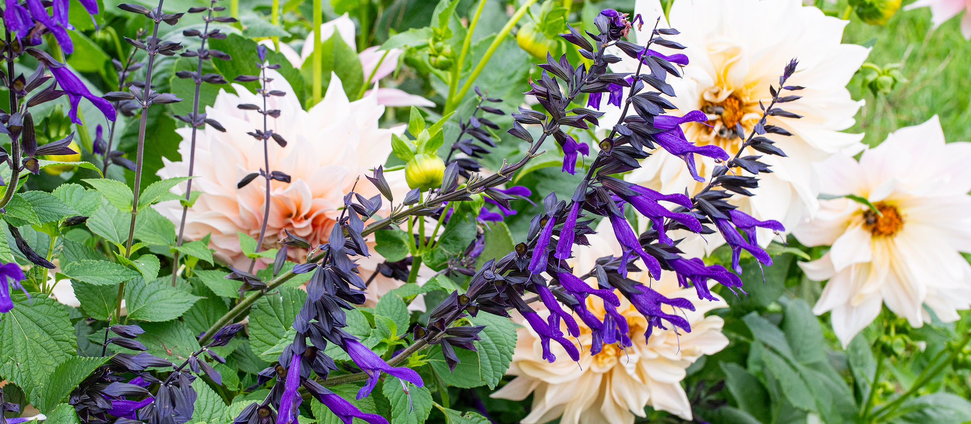 Flower Power Salvias