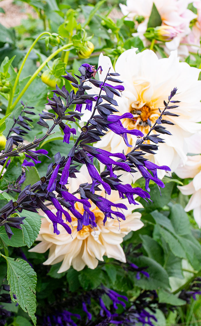 Flower Power Salvias