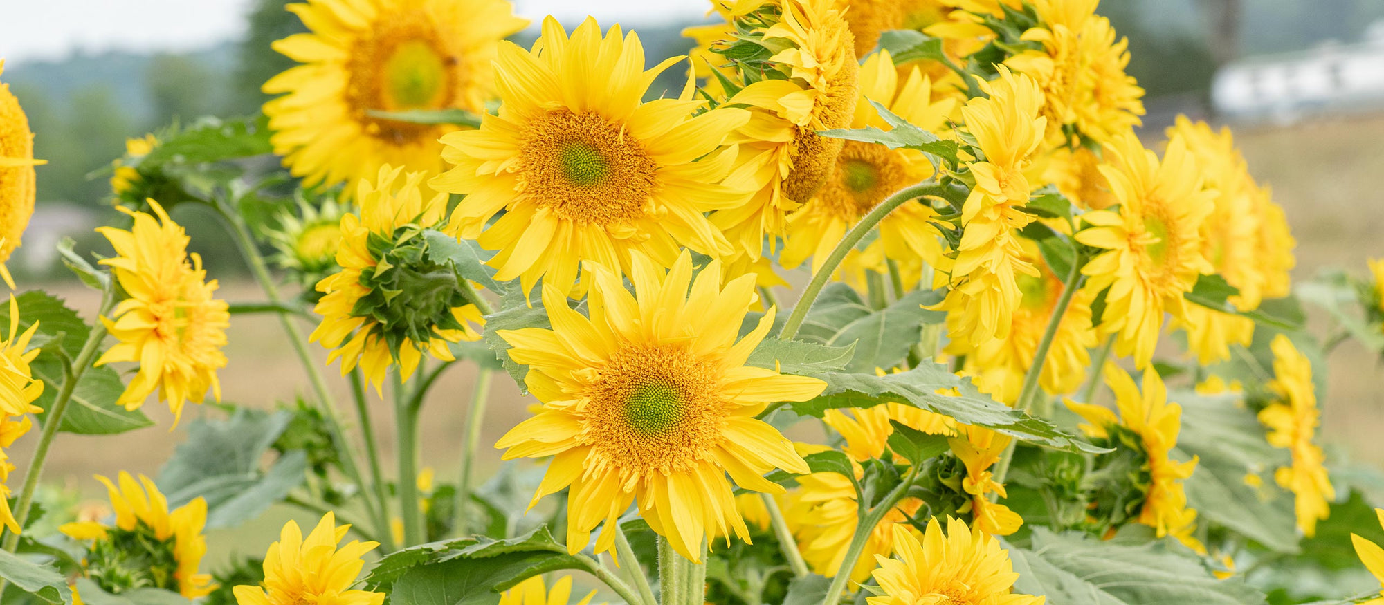 Summer sunshine in a seed