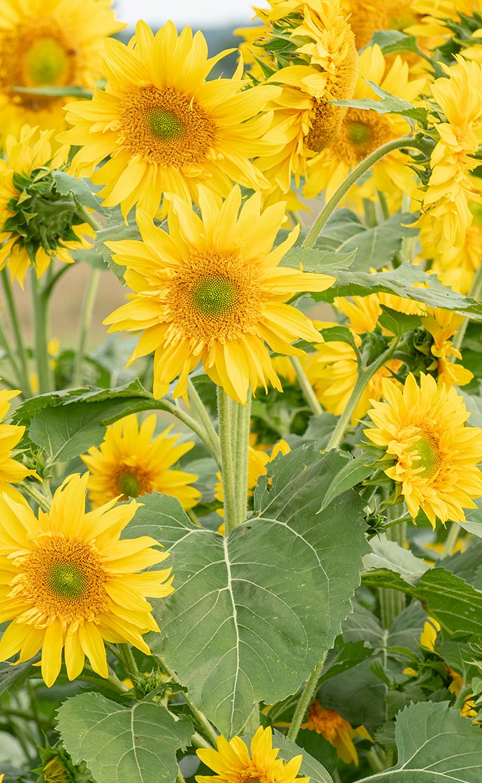 Summer sunshine in a seed
