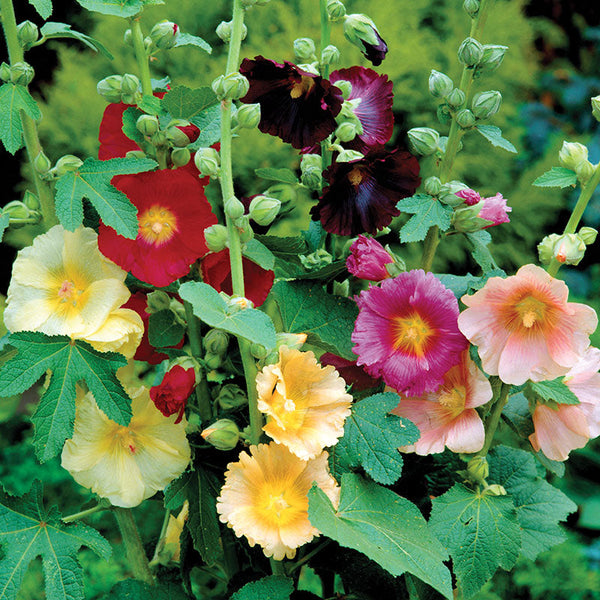 Fig Hollyhock 'Happy Lights' seeds - Alcea ficifolia