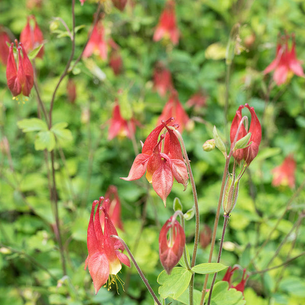 planting wild columbine seeds Wild Columbine seeds
