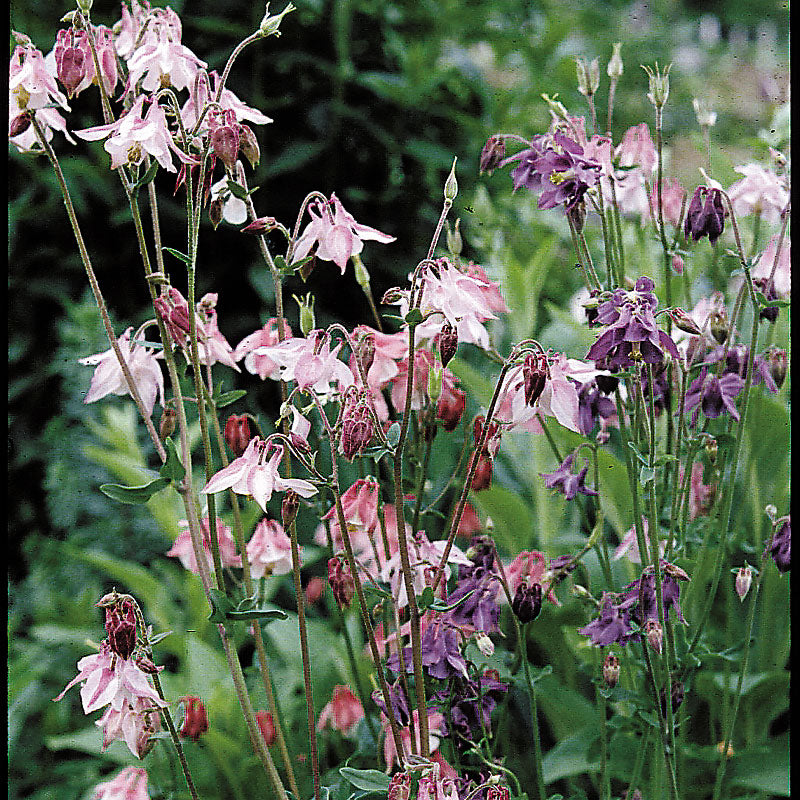 Columbine 'Grandmother's Garden' seeds - Aquilegia vulgaris