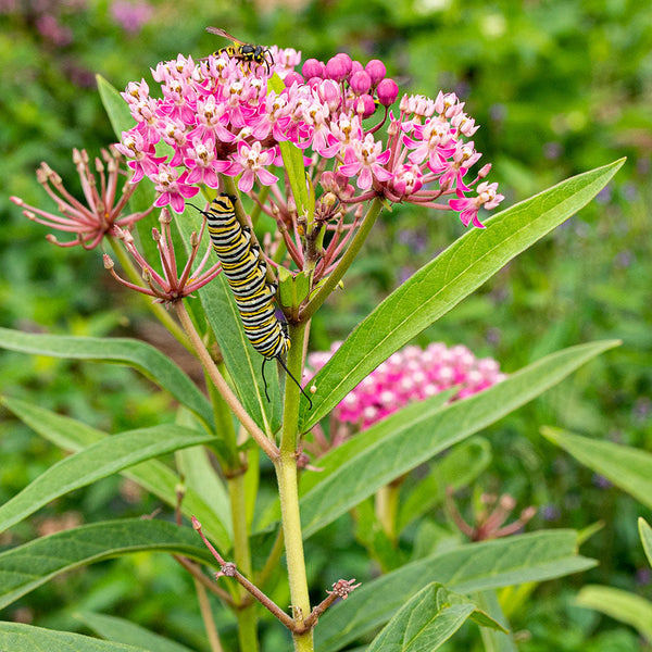 rose milkweed seeds Swamp Milkweed seeds