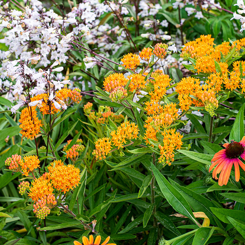 Butterfly Weed