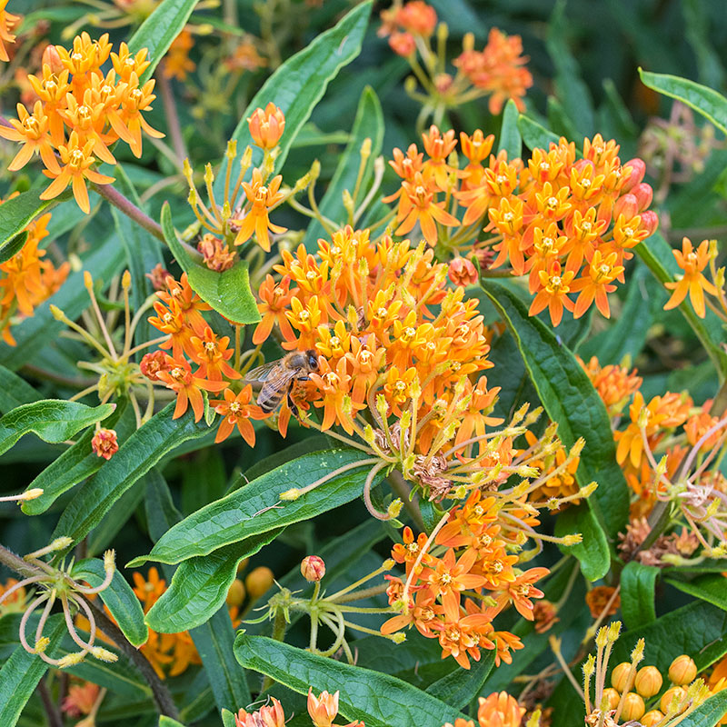 planting butterfly weed seeds in fall Butterfly Weed seeds