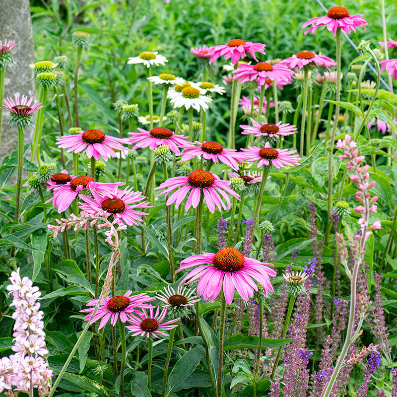 echinacea seed stratification Coneflower 'Ruby Star' seeds