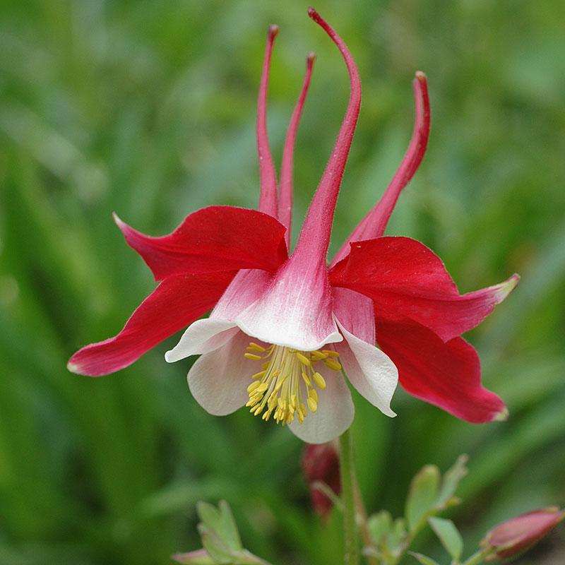 Columbine 'Crimson Star'