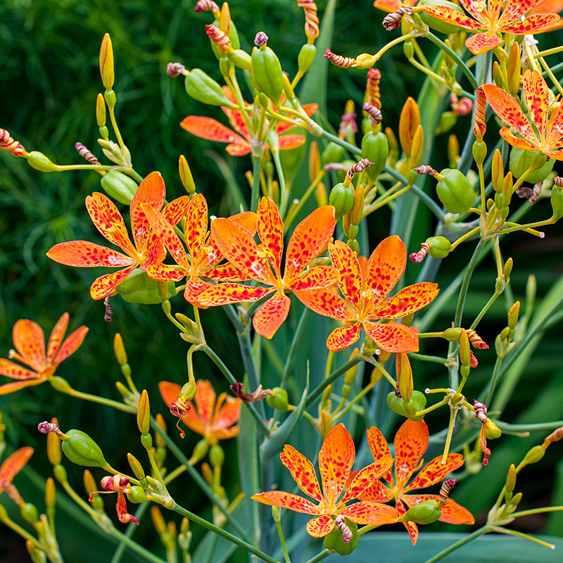 
  



Blackberry Lily
