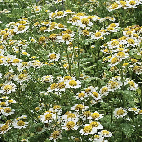 
    



Feverfew
