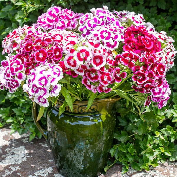planting sweet william seeds outside Sweet William 'Auricula Eyed'