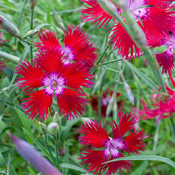 Pink - Fringed 'Crimsonia