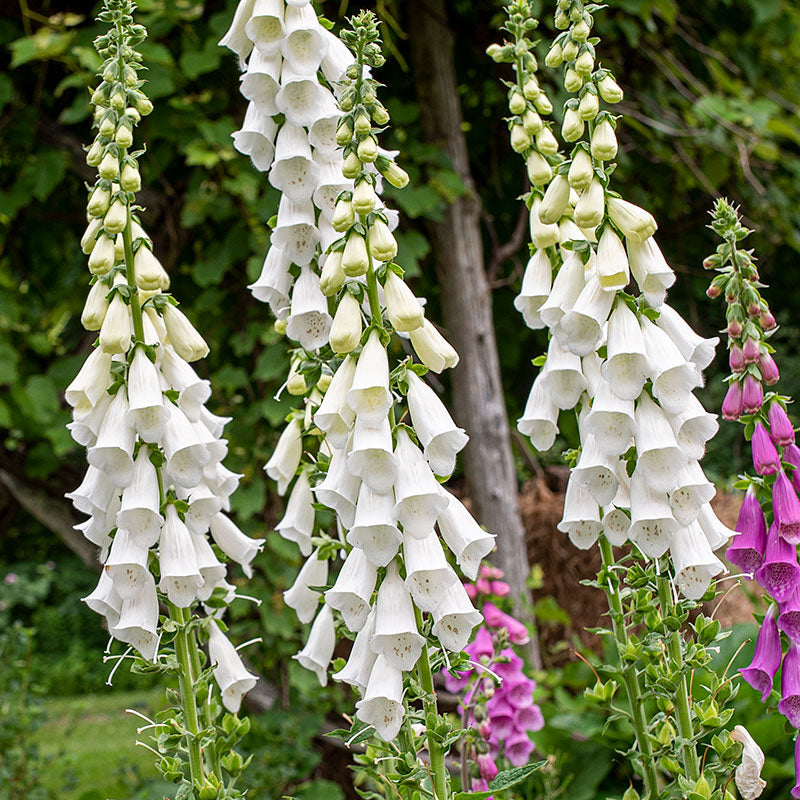 foxgloves gardening gloves White Foxglove seeds