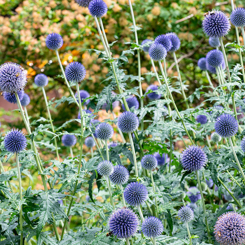 Globe Thistle 'Blue Glow'