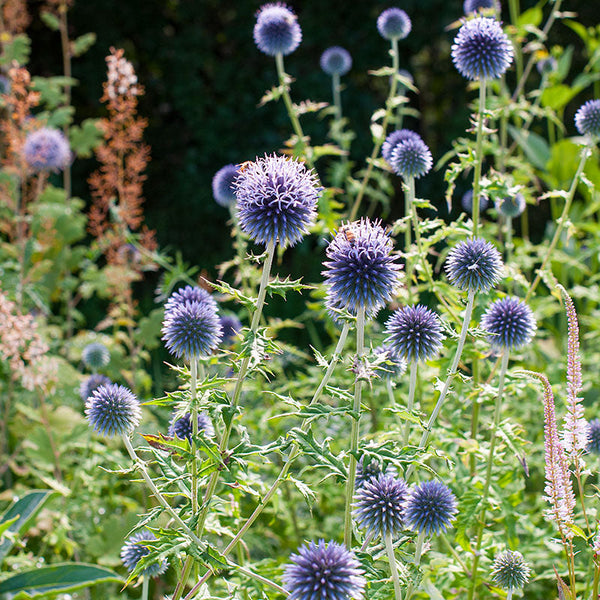 planting globe thistle seeds Globe Thistle 'Blue Glow' seeds