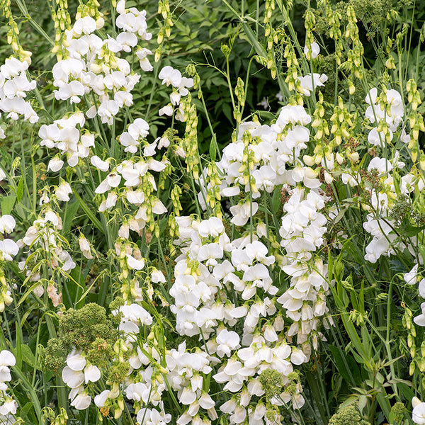 white seed plant Everlasting Pea 'White Pearl' seeds